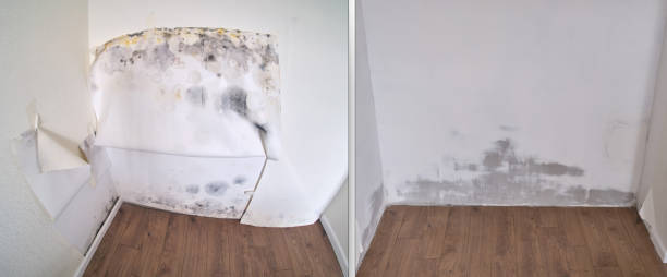 Best Mold Removal Company Near Me  in South Tucson, AZ